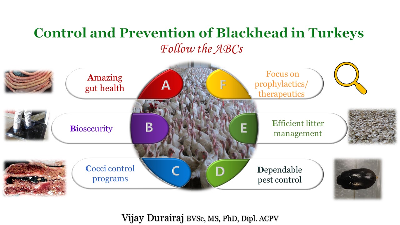 Blackhead Disease in Turkeys Beyond Gross Lesions Engormix